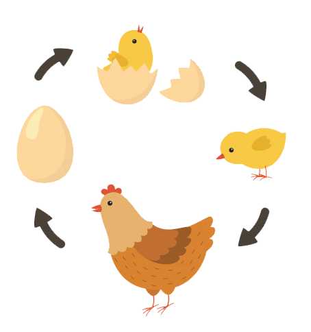 life-cycle-chicken